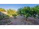 Backyard with mature trees offering shade and enhancing the property's natural beauty at 3404 E Lavey Ln, Phoenix, AZ 85032