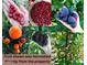 Image shows variety of ripe fruit including figs and pomegranates harvested from property at 3404 E Lavey Ln, Phoenix, AZ 85032