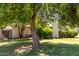 Spacious green backyard featuring mature trees and a well-maintained lawn at 840 E 2Nd St, Mesa, AZ 85203