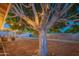 Expansive backyard featuring a large tree with string lights, offering a serene and inviting outdoor space at 1909 E Bethany Home Rd, Phoenix, AZ 85016