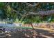 Expansive backyard with mature trees, including a shade tree, and a glimpse of the covered patio, perfect for outdoor enjoyment at 1909 E Bethany Home Rd, Phoenix, AZ 85016