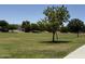 Open grass area with mature landscaping and walking path in the community at 41280 W Sanders Way, Maricopa, AZ 85138