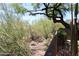 View of the desert landscaped backyard, showcasing the natural beauty and privacy of the property at 34464 N 68Th Way, Scottsdale, AZ 85266