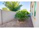 Landscaped backyard featuring a block fence, trees, and desert landscaping with a peek of the home's exterior at 19598 E Walnut Rd, Queen Creek, AZ 85142