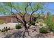 Desert home with a two-car garage and drought-resistant landscaping, including cacti and native plants at 6714 E Nightingale Cir, Scottsdale, AZ 85266