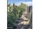 Featuring a side yard stone bed and a block wall, small trees are planted for privacy at 1521 W Jacinto Ave, Mesa, AZ 85202