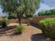 Desert landscaped backyard with privacy wall and mature shade tree at 42087 W Manderas Ln, Maricopa, AZ 85138