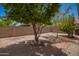 Backyard with mature trees and block wall at 15131 W Melissa Ln, Surprise, AZ 85374