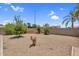 Backyard features gravel desert landscaping, palm trees, other leafy trees and a privacy wall at 5529 E Holmes Ave, Mesa, AZ 85206