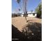 Large backyard showcasing a dirt yard, and a few trees at 1818 N 63Rd Ave, Phoenix, AZ 85035