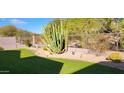 Landscaped backyard with a large cactus and grass at 3055 N Red Mtn # 187, Mesa, AZ 85207