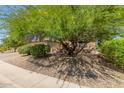Front yard with a large tree and desert landscaping at 17311 N Havasupai Dr, Surprise, AZ 85374