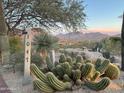 Landscaped front yard with desert plants and mountain views at sunset at 10040 E Happy Valley Rd # 1047, Scottsdale, AZ 85255
