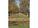 Tree-lined street with fallen leaves at 3548 E Mesquite St, Gilbert, AZ 85296