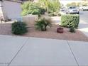 Small front yard with desert landscaping and plants at 42659 W Sunland Dr, Maricopa, AZ 85138