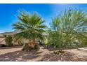 Landscaped front yard with a palm tree and gravel at 6810 W Vermont Ave, Glendale, AZ 85303