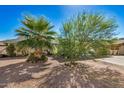 Landscaped yard with a palm tree and other plants at 6810 W Vermont Ave, Glendale, AZ 85303