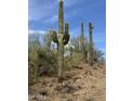 Several tall Saguaro cacti reach for the blue sky, complemented by sparse desert foliage at 42213 N 3Rd St, Phoenix, AZ 85086