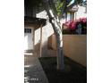 Small patio area with walkway and a tree at 2208 W Lindner Ave # 17, Mesa, AZ 85202