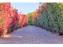 Driveway with vibrant bougainvillea hedges creating a colorful entrance to the property at 5203 N Monte Vista Dr, Paradise Valley, AZ 85253