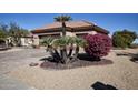 Landscaped front yard with palm trees and drought-tolerant plants at 20825 N Limousine Dr, Sun City West, AZ 85375