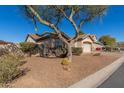 One-story home with a large tree and gravel landscaping at 7432 E Melrose St, Mesa, AZ 85207