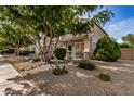 Landscaped front yard with desert plants and gravel at 6962 W Glenn Dr, Glendale, AZ 85303