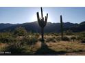 Spectacular desert landscape with saguaro cacti and mountain backdrop at 19320 W Missouri Ave, Litchfield Park, AZ 85340