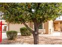 Beautiful home partially blocked by a tree, showcasing a tidy yard with green bushes at 2077 W Tanner Ranch Rd, San Tan Valley, AZ 85144