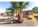 Beautiful front yard featuring desert landscaping, including mature palm trees and cacti at 9725 E Navajo Pl, Sun Lakes, AZ 85248