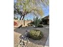 Desert-scaped front yard featuring cacti, a decorative rock bed, and mature trees, providing a unique and low-maintenance landscape at 10705 W Montecito Ave, Phoenix, AZ 85037