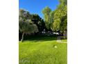 Well-maintained green lawn with mature trees, providing a serene outdoor space at 2938 N 61St Pl # 234, Scottsdale, AZ 85251