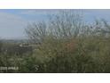 City view through green and budding tree branches at 12946 N 116 St # 24, Scottsdale, AZ 85259