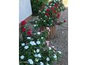 Assortment of potted plants adding color to the exterior of the home at , Gilbert, AZ 85234