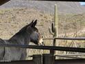 A majestic mule, framed by Saguaro cacti, gazes upon the mountainous landscape beyond the property's sturdy fencing at 40445 N 32Nd St, Cave Creek, AZ 85331