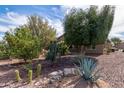 Landscaped front yard with desert plants and mature trees offers great curb appeal to this home at 42906 W Darter Dr, Maricopa, AZ 85138