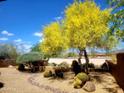 Charming xeriscape landscaping featuring a beautiful yellow Palo Verde tree in bloom, gravel, and desert plants at 8502 E Cave Creek Rd # 10, Carefree, AZ 85377