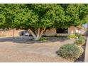 Beautiful front yard with a mature shade tree and low-maintenance landscaping at 917 N Nina Dr, Mesa, AZ 85201