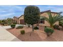 Well-maintained desert landscape with palm trees, cacti, and desert shrubs under a clear blue sky at 41737 W Cribbage Rd, Maricopa, AZ 85138