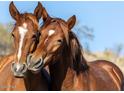 Close-up of two light brown horses with white markings, one gently resting its head on the other at 2923 E Wahalla Ln, Phoenix, AZ 85050