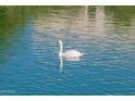Swan gracefully swimming in the calm, reflective canal at 10116 W Bolivar Dr, Sun City, AZ 85351