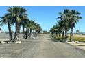 Long driveway lined by rows of tall palm trees leading to an unknown destination at 6250 S Dean Rd, Buckeye, AZ 85326