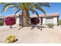 Charming single story home with desert landscaping, including barrel cactus, bougainvillea, and a mature palm tree at 16416 W Rock Springs Ln, Surprise, AZ 85374