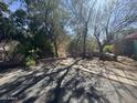 Outdoor space with mature trees, rock landscaping, and a paved surface at 6528 N Hillside Dr, Paradise Valley, AZ 85253