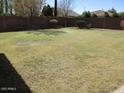 Sprawling grass backyard is lush and green and kept watered by sprinklers at 6656 S Classic Way, Gilbert, AZ 85298