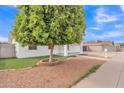 Landscaped front yard with mature shade tree, rock ground cover, and green grass area at 11430 N 57Th Dr, Glendale, AZ 85304