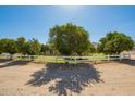 Expansive yard featuring healthy trees and a white fence creates a beautiful and secure environment at 17203 E Starflower Ct, Queen Creek, AZ 85142