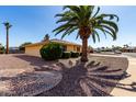 Landscaped front yard featuring a mature palm tree, desert landscaping, and low-maintenance curb appeal at 9746 W Edward Dr, Sun City, AZ 85351