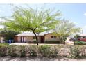 View of a well-maintained home featuring a mature tree, flowering bushes, and desert landscaping at 3125 E Grovers Ave, Phoenix, AZ 85032