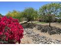 Beautiful landscaping with vibrant bougainvillea, rocks, and mature trees enhances the backyard at 4750 W Saddlehorn Rd, Phoenix, AZ 85083